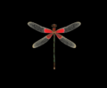 Bedienungsanleitung Audioquest DragonFly Red